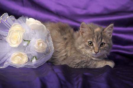 Wedding Bouquet and a cute cat. の写真素材