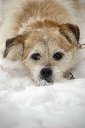 Half-breed lap dogの写真素材