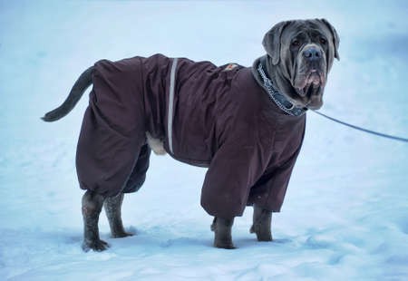 Mastino Napoletanoの写真素材