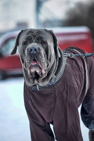 Mastino Napoletanoの写真素材