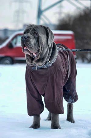 Mastino Napoletanoの写真素材
