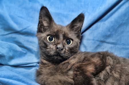 Cat - the small furry animal with four legs and a tail
