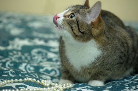 playful tabby catの写真素材