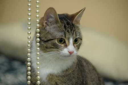 playful tabby catの写真素材