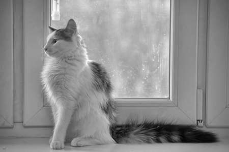 Cat photo