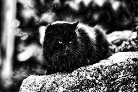 black cat の写真素材