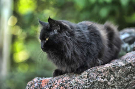 black cat with green eyes の写真素材