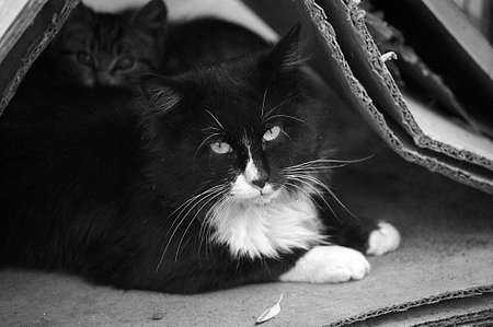 Homeless catの写真素材