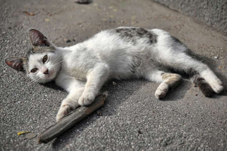 Homeless catの写真素材