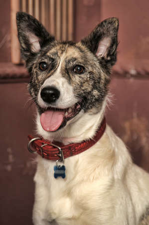 Dog portrait