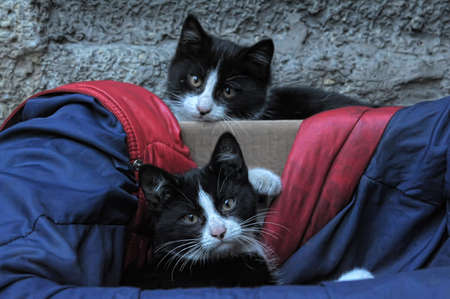 homeless  catsの写真素材