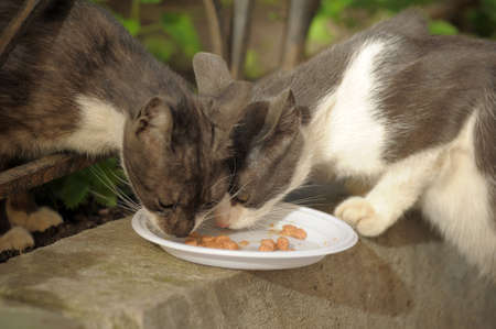 Homeless cats eatの写真素材