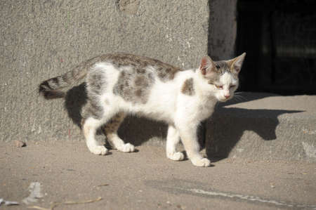 Homeless cat