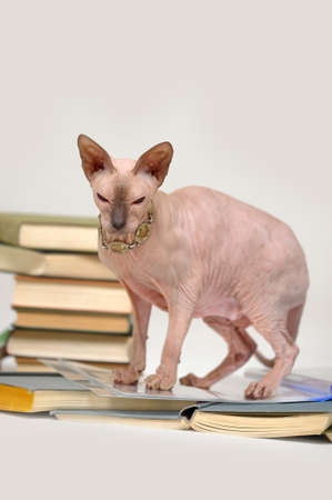 Sphynx catの写真素材