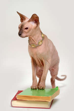 Sphynx catの写真素材