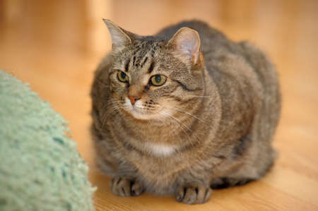 Lazy Cat の写真素材