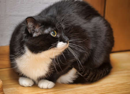 Black and white catの写真素材