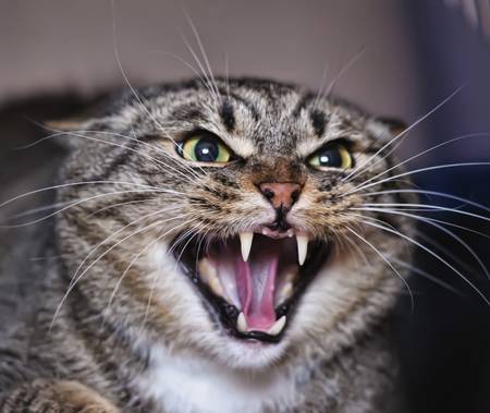 angry cat hissing aggressive の写真素材