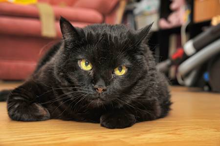 black cat の写真素材