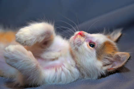 the kitten plays
