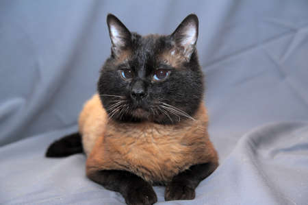 Thai catの写真素材