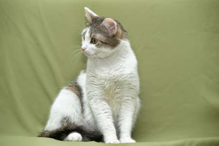 white with a gray catの写真素材