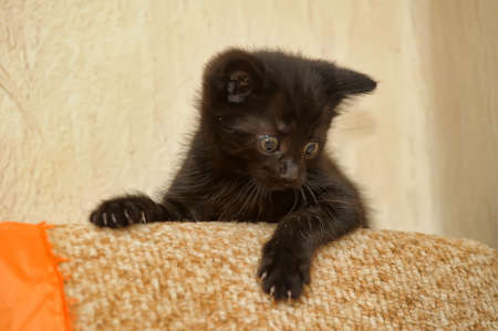 Cute kittenの写真素材