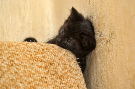 Cute kittenの写真素材