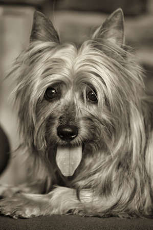 Silky Terrierの写真素材