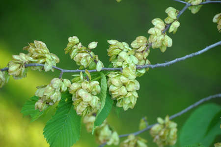 Seeds of elm 