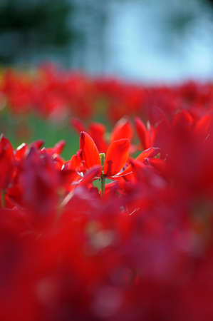 Field of red tulips