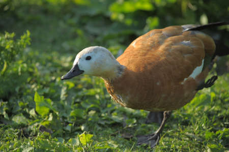 Close up of Ruddy Shelduckの写真素材