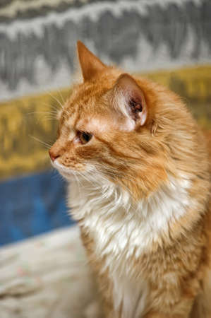 Adult red catの写真素材