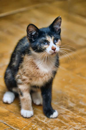 Tri-color kittyの写真素材