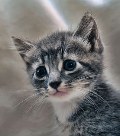 portrait of a small gray kitten