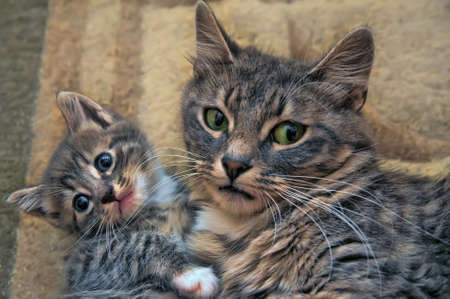 gray cat with a kitten