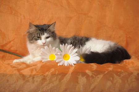 Siberian cat with daisies on an orange backgroundの写真素材