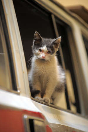 homeless street catの写真素材