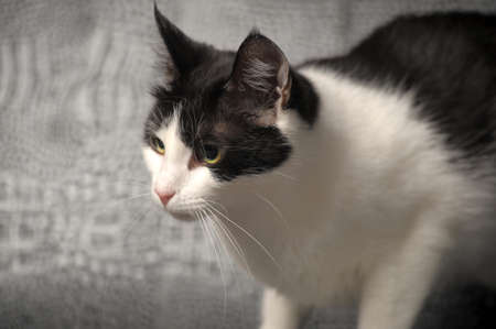 black and white cat 