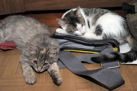 two kittens asleep on the floor at a school bag