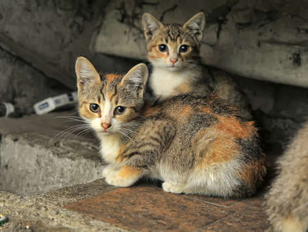 Two small accidents homeless kitten