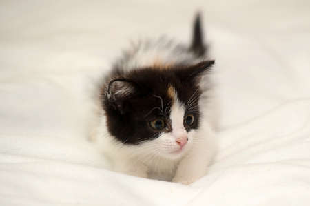Tri-color kittyの写真素材