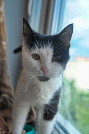 old cat