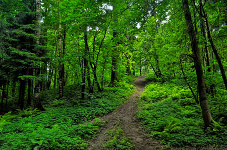 Walking path in the forestの写真素材