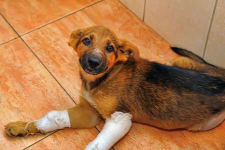 Puppy with a broken paw and plasterの写真素材