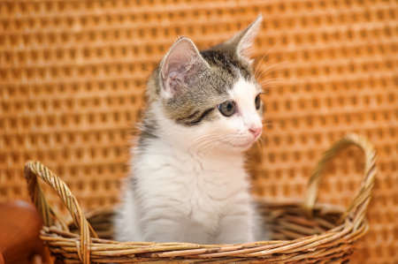 Kitten in a Basketの写真素材