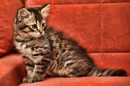 Cute Tabby Kittenの写真素材