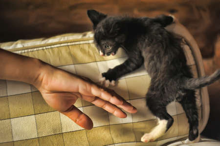 Black and white kittenの写真素材