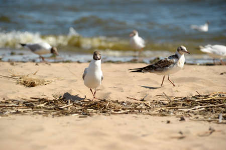 seagulls on the beach