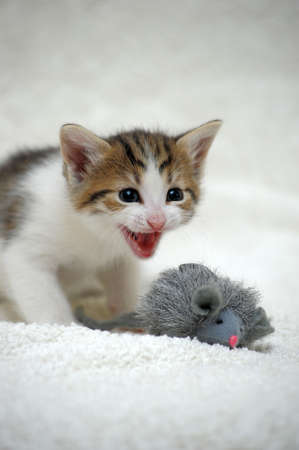charming little kittenの写真素材